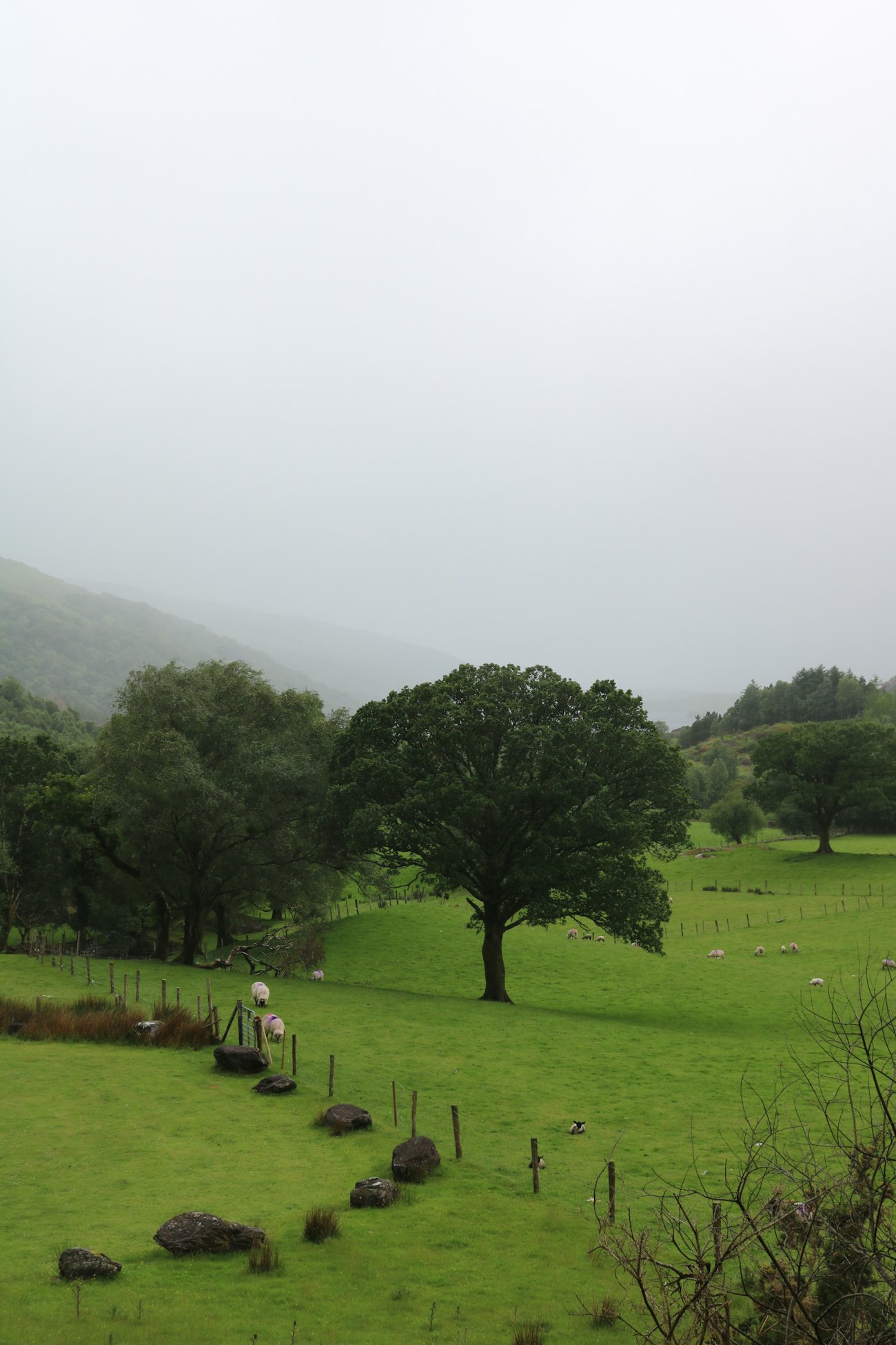 A lone tree in a misty green field, sheep grazing below a stone wall.