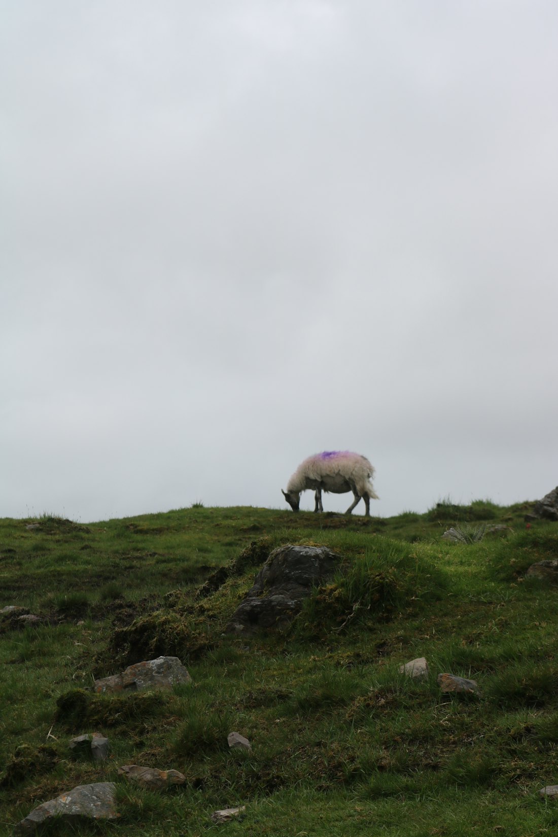 A single sheep grazing on a rocky green hillside under a white sky.