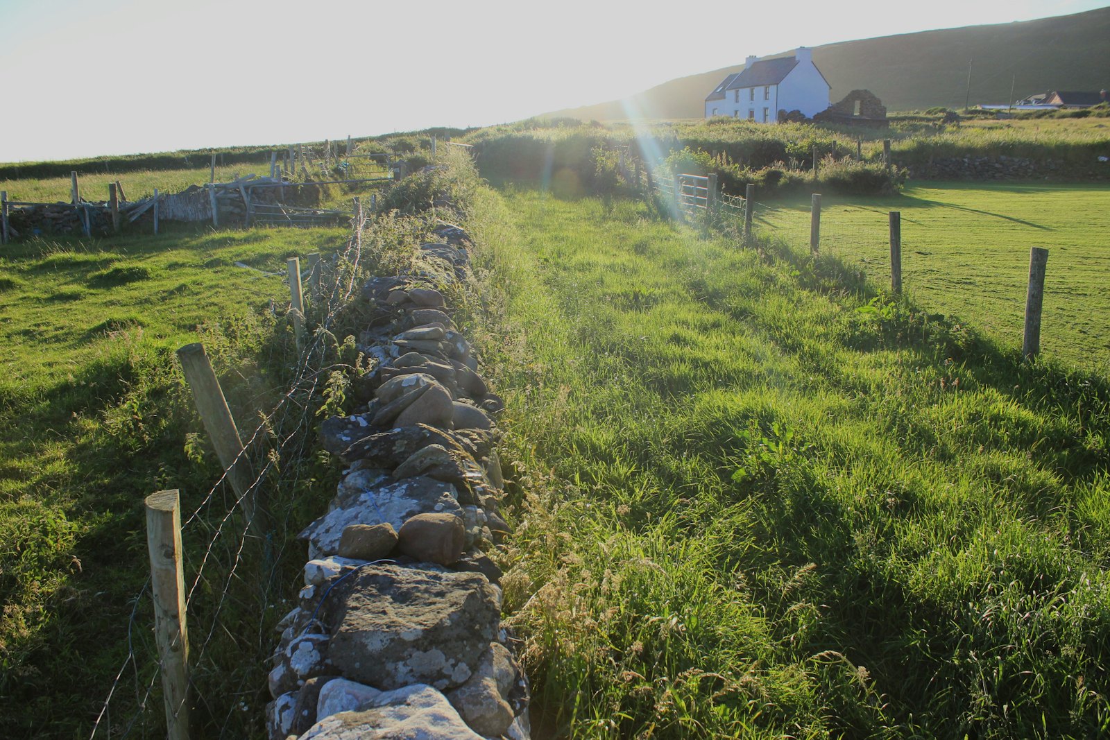 A dry stone wall runs up a grassy lane towards a cottage, low sun behind.